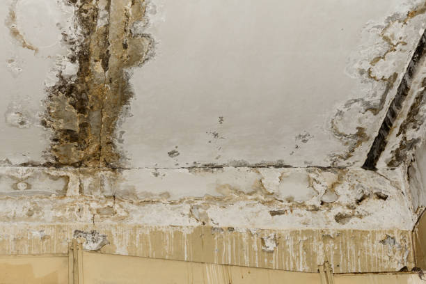 Best Basement Mold Removal  in Cloverdale, IN